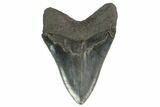 Serrated, Fossil Megalodon Tooth - Georgia #145456-2